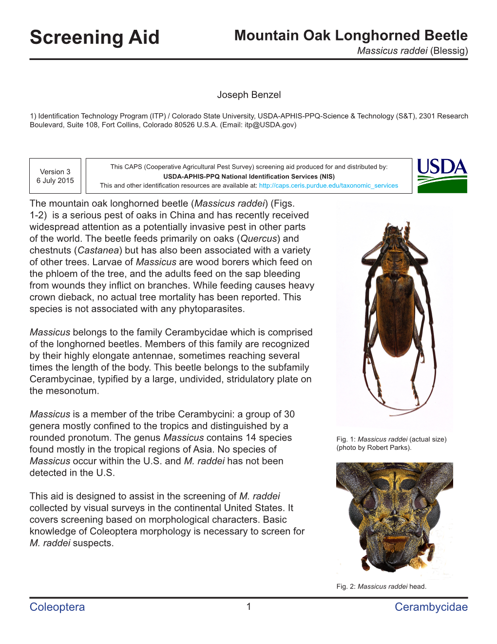 Screening Aid Mountain Oak Longhorned Beetle Massicus Raddei (Blessig)