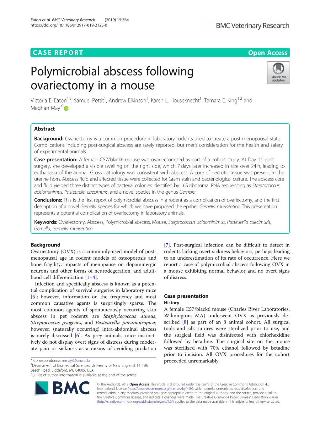 Polymicrobial Abscess Following Ovariectomy in a Mouse Victoria E