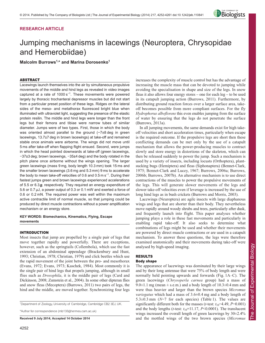 Jumping Mechanisms in Lacewings (Neuroptera, Chrysopidae And