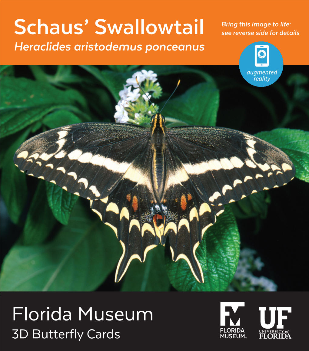 Schaus' Swallowtail