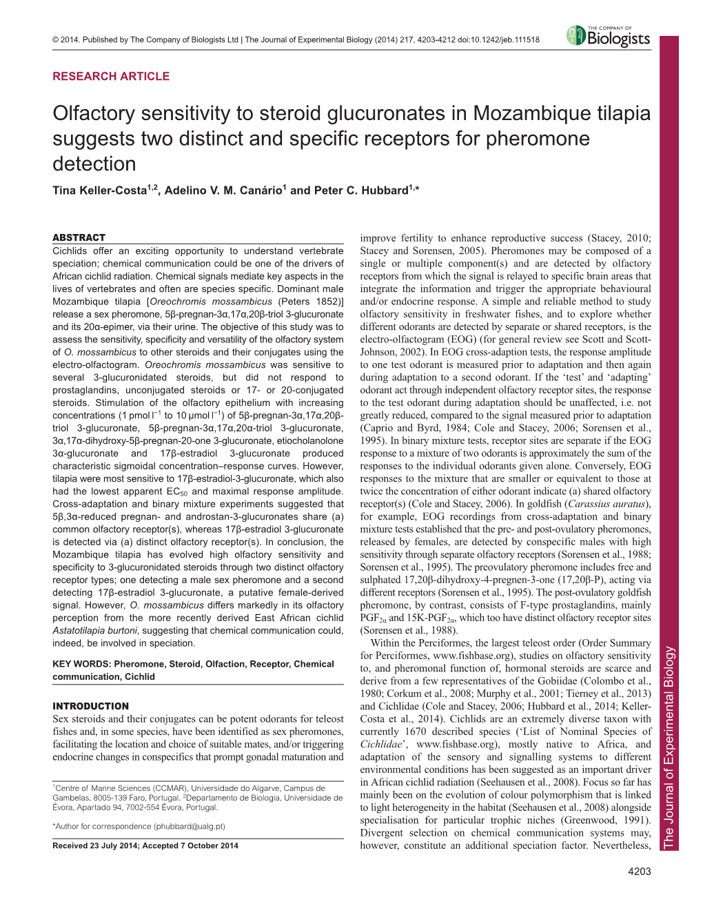 Olfactory Sensitivity to Steroid Glucuronates in Mozambique Tilapia