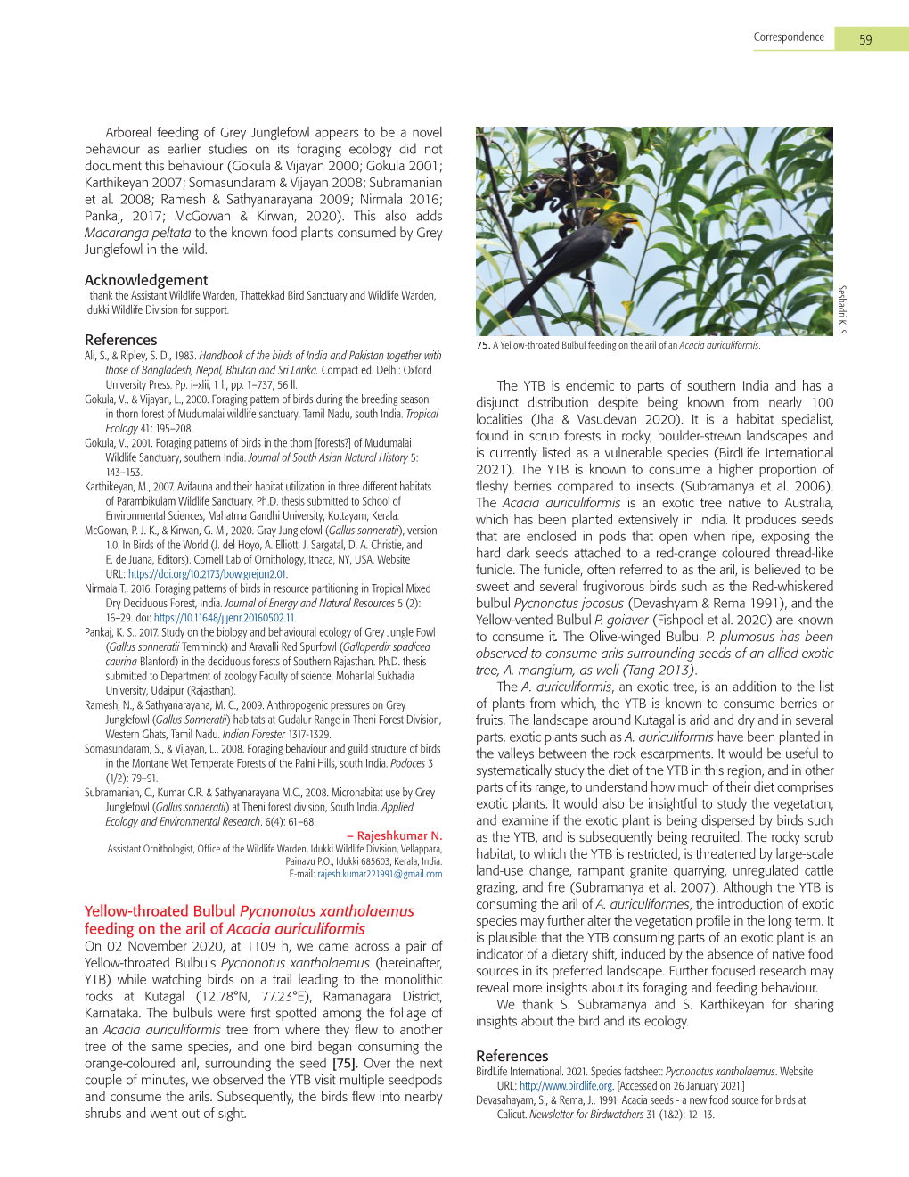 Yellow-Throated Bulbul Pycnonotus Xantholaemus Feeding on the Aril Of