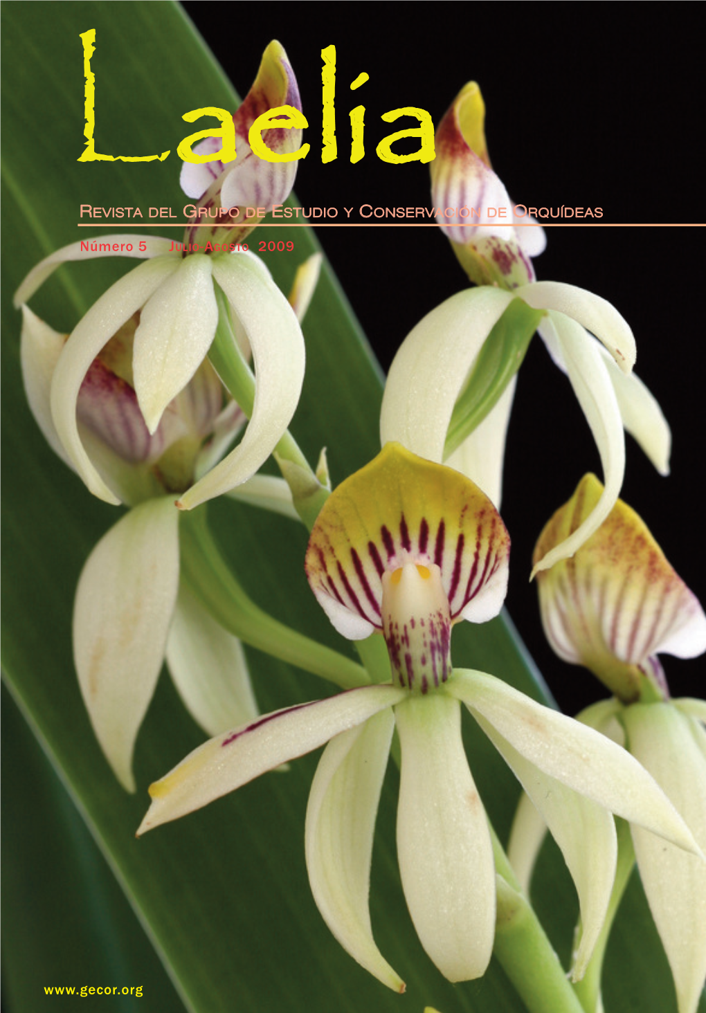 Laelia5 Revista Laelia 2