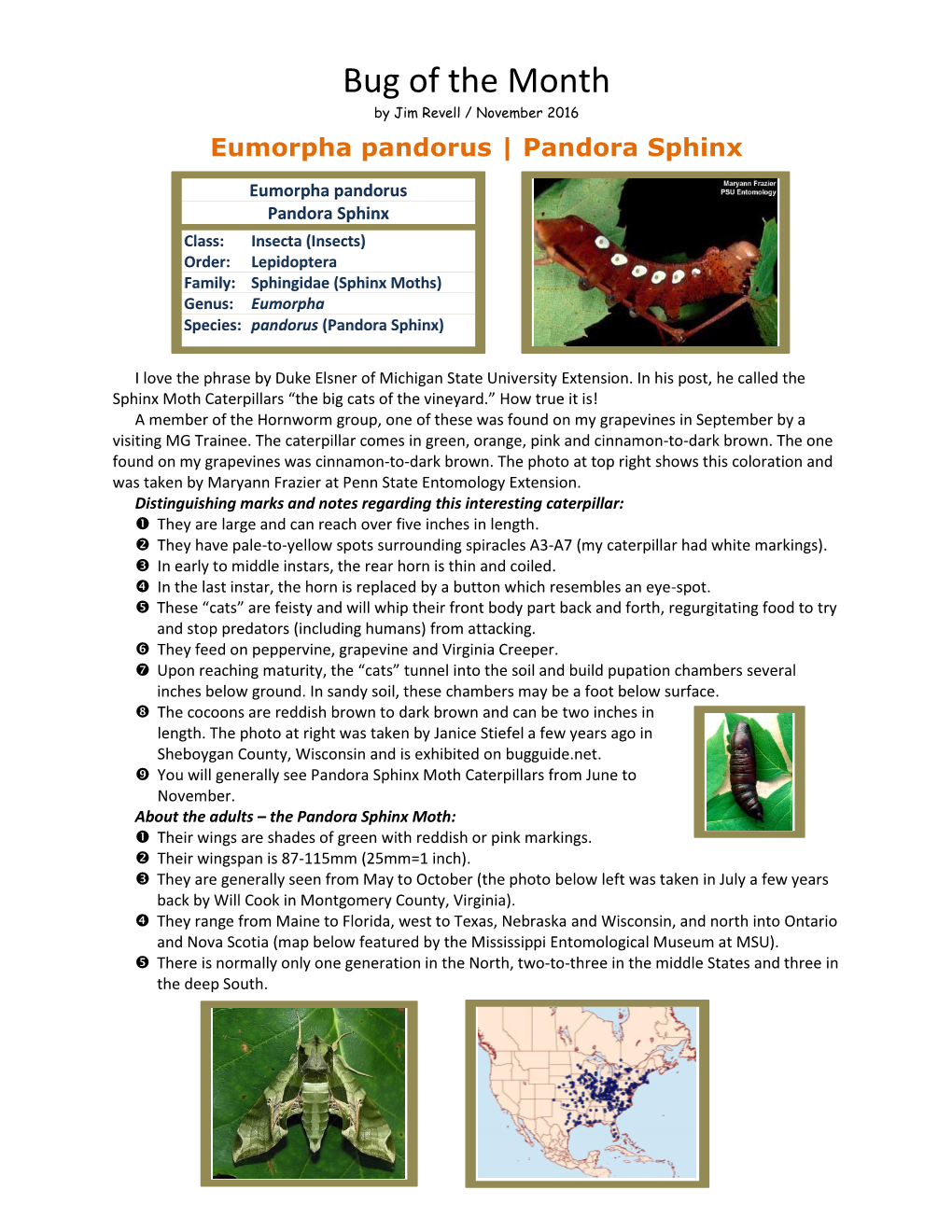 Bug of the Month by Jim Revell / November 2016 Eumorpha Pandorus | Pandora Sphinx