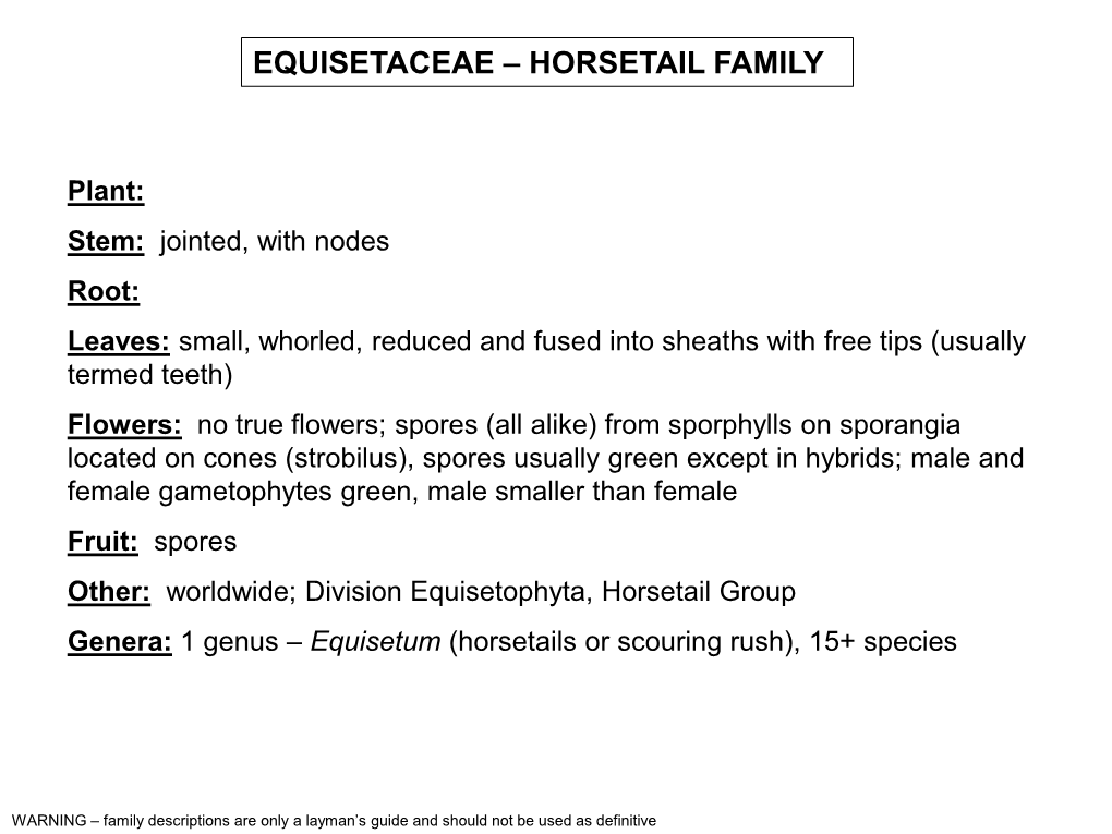 Equisetaceae – Horsetail Family