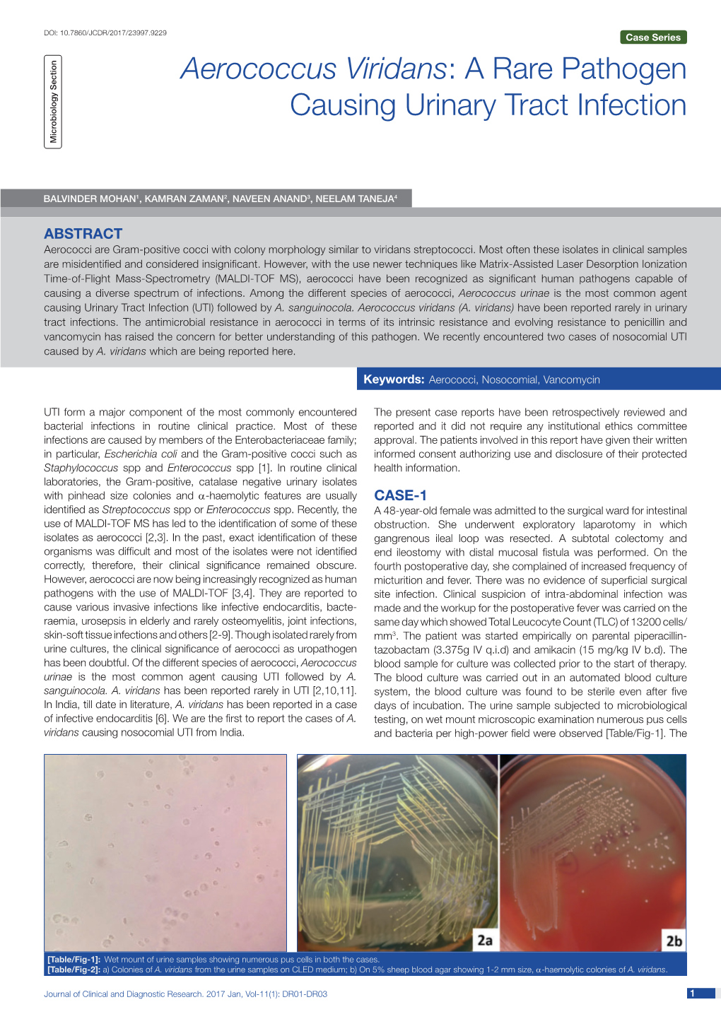 Aerococcus Viridans: a Rare Pathogen Causing Urinary Tract Infection Microbiology Section Microbiology