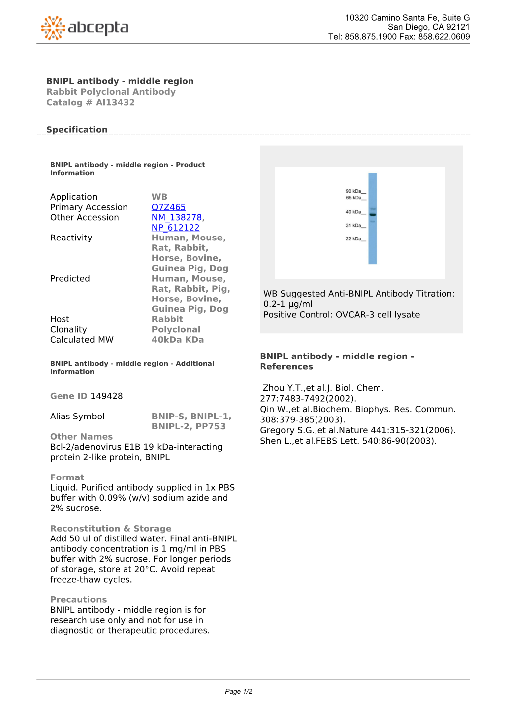 BNIPL Antibody - Middle Region Rabbit Polyclonal Antibody Catalog # AI13432