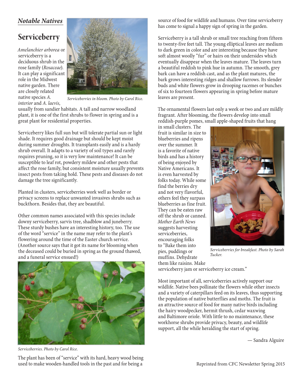 Serviceberry Has Come to Signal a Happy Sign of Spring in the Garden