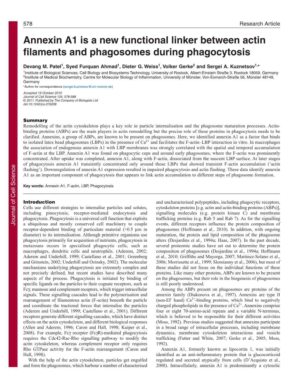 Annexin A1 Is a New Functional Linker Between Actin Filaments and Phagosomes During Phagocytosis