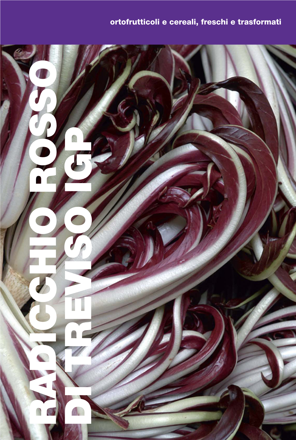 RADICCHIO ROSSO DI TREVISO IGP ITALIA Associazione Italiana Consorzi Indicazioni Geografiche