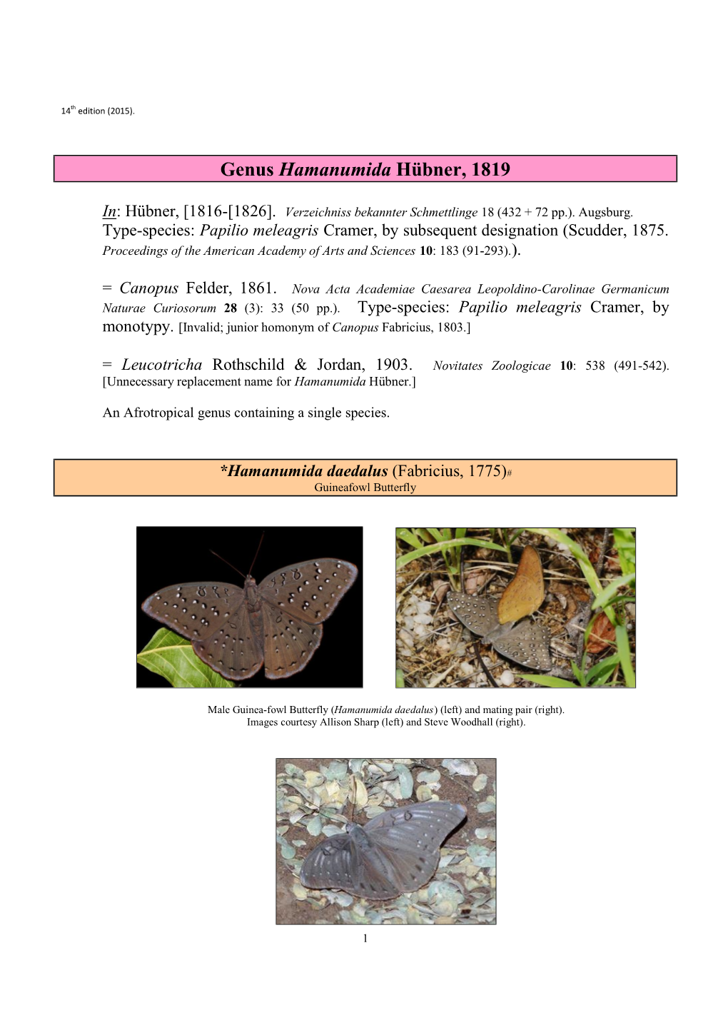137 Genus Hamanumida Huebner