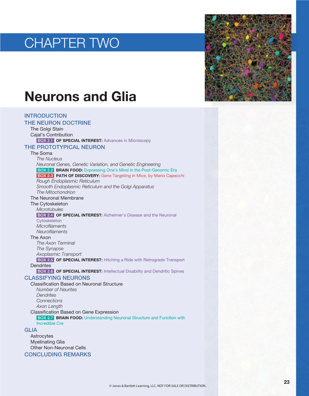 Neurons and Glia