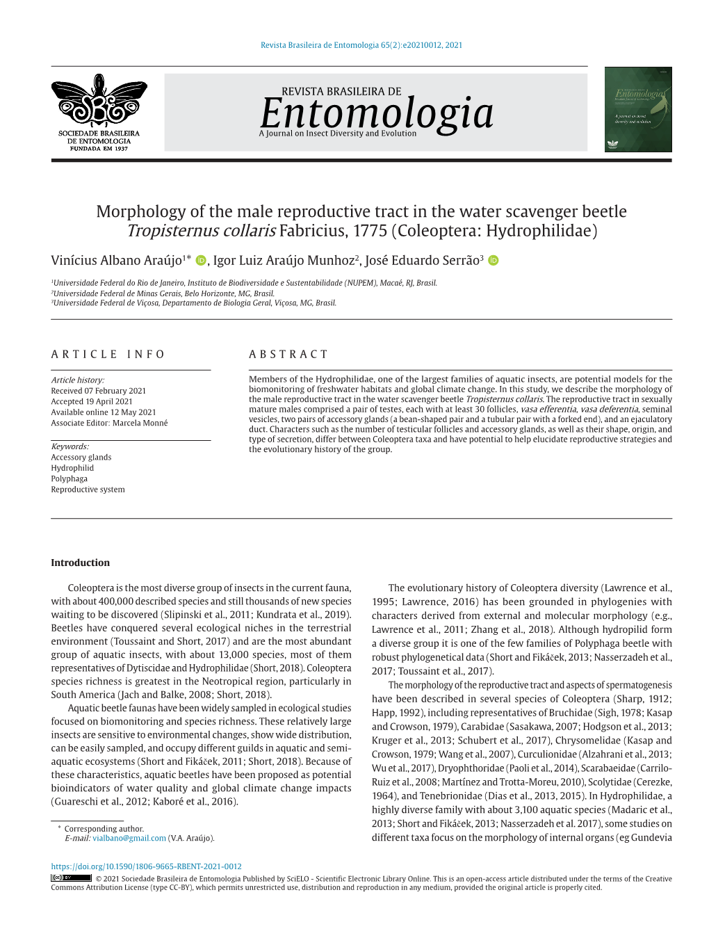 Morphology of the Male Reproductive Tract in the Water Scavenger Beetle Tropisternus Collaris Fabricius, 1775 (Coleoptera: Hydrophilidae)