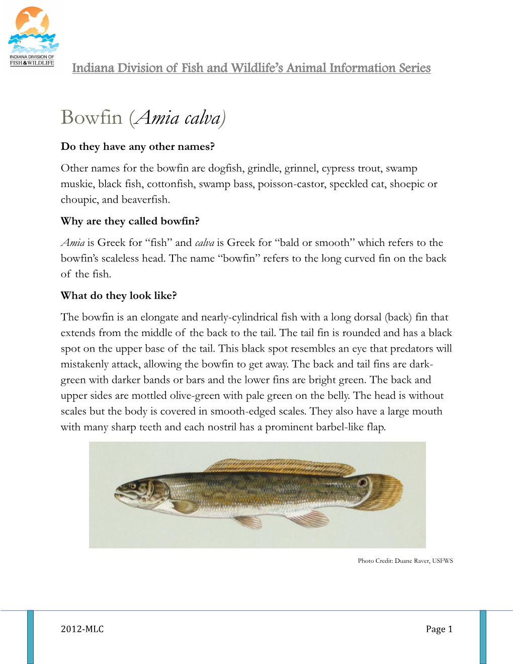 Bowfin (Amia Calva)