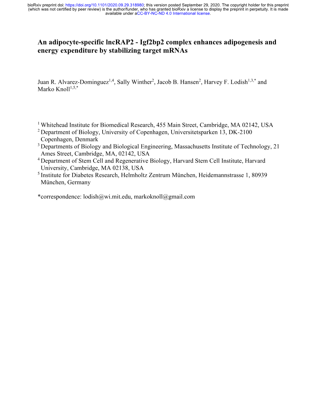 An Adipocyte-Specific Lncrap2 - Igf2bp2 Complex Enhances Adipogenesis and Energy Expenditure by Stabilizing Target Mrnas