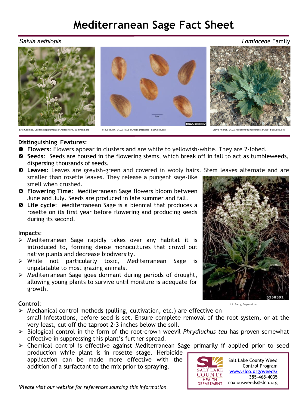 Mediterranean Sage Fact Sheet