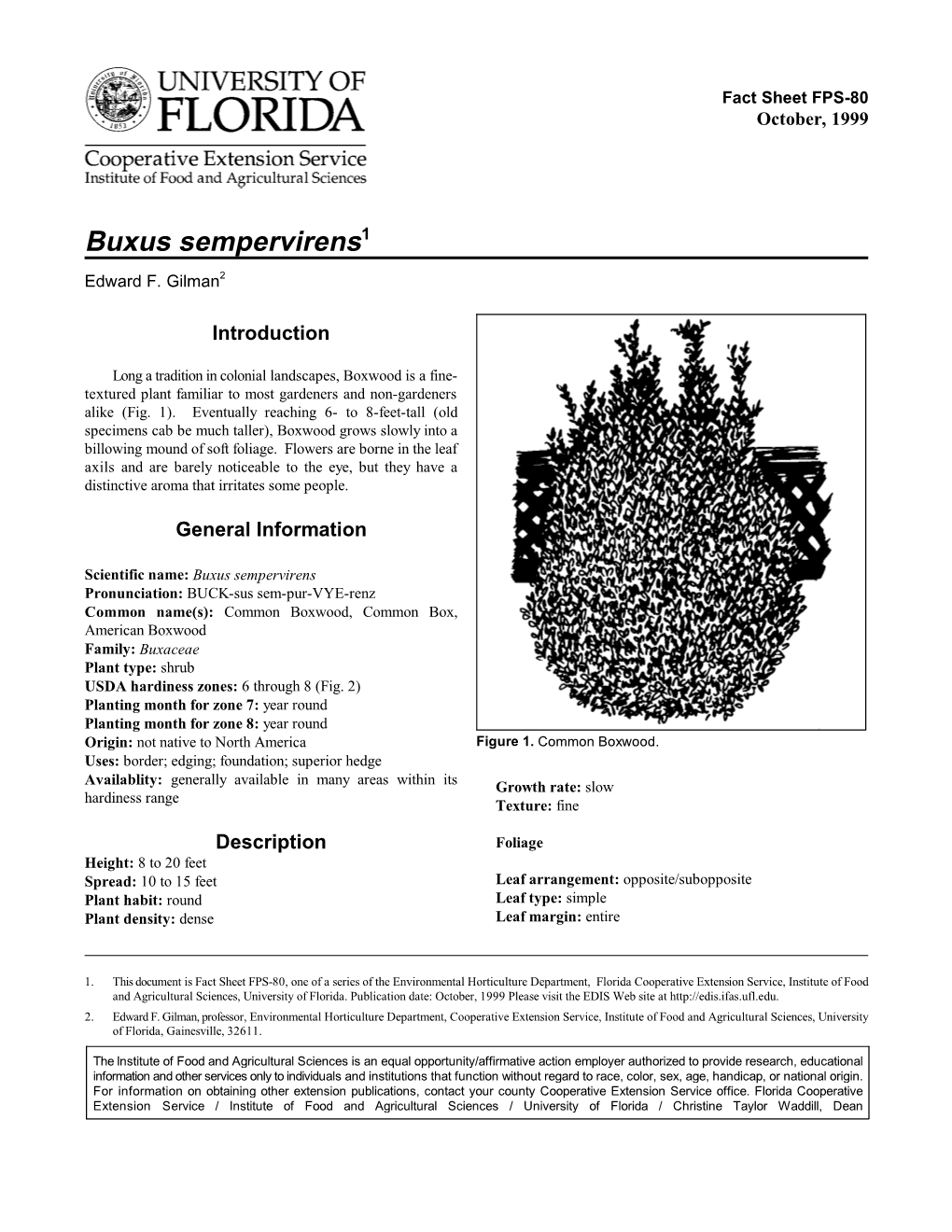 Buxus Sempervirens1