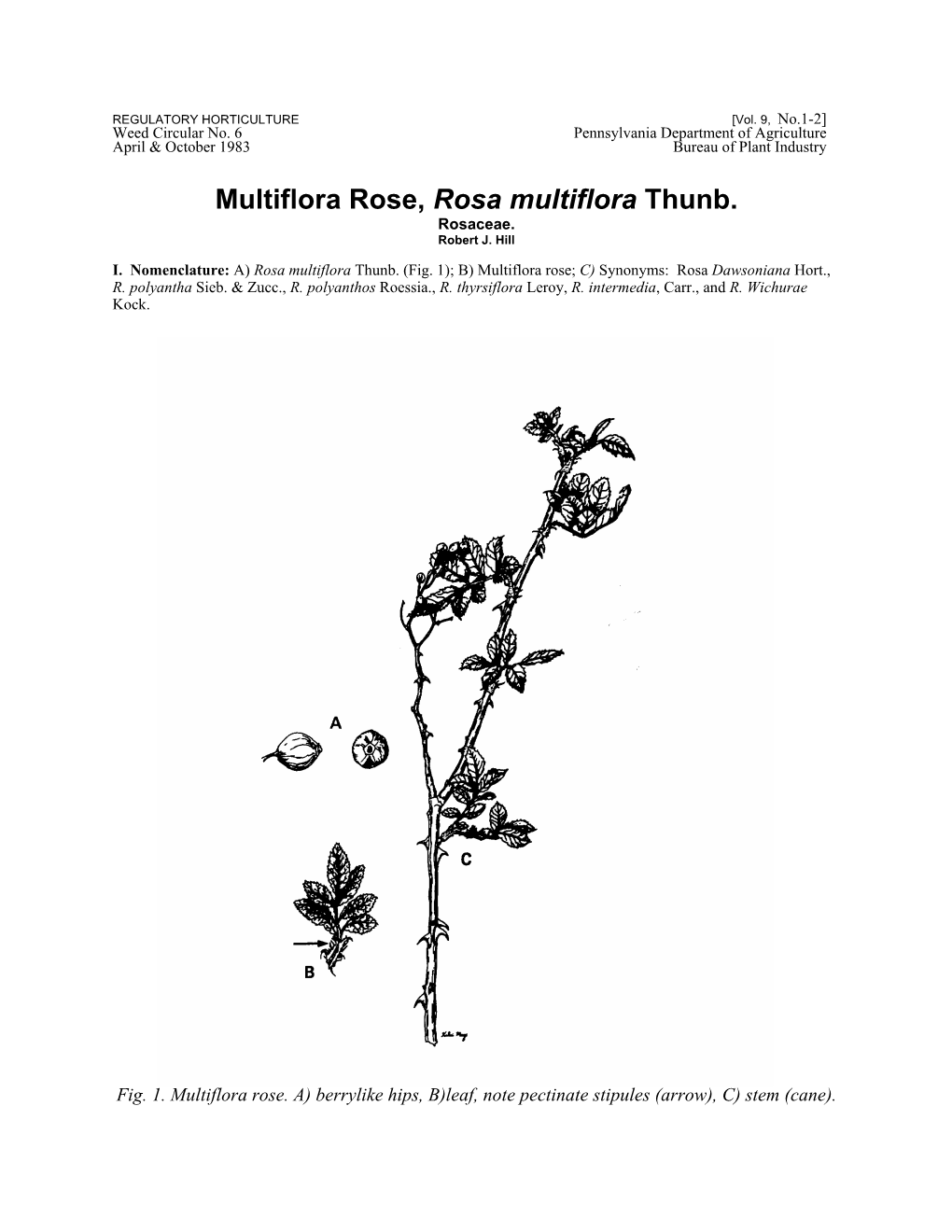 Multiflora Rose, Rosa Multiflora Thunb. Rosaceae