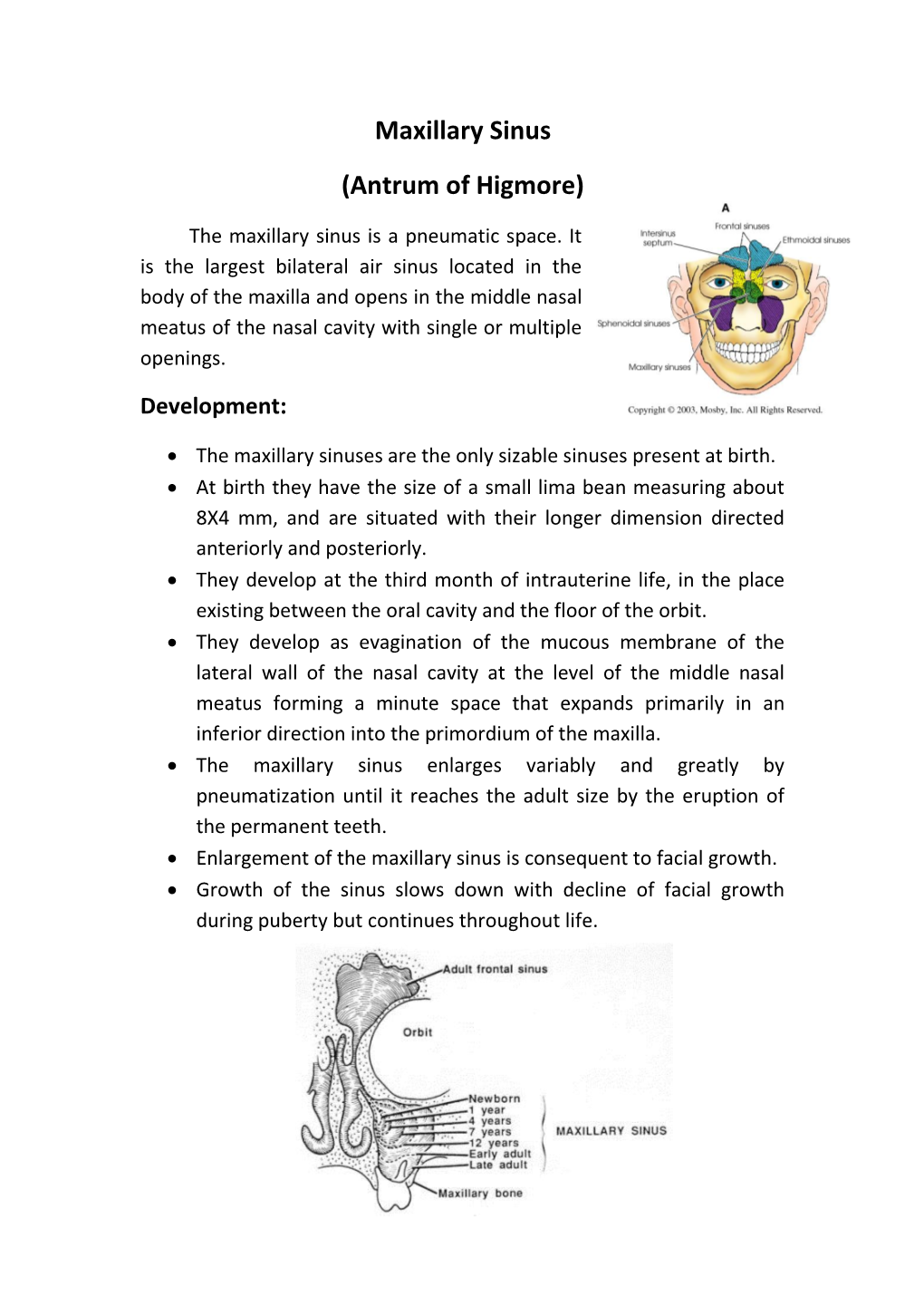 Maxillary Sinus (Antrum of Higmore)