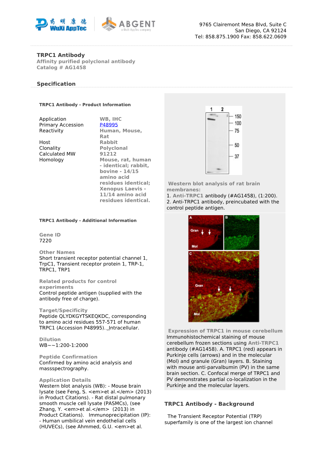 TRPC1 Antibody Affinity Purified Polyclonal Antibody Catalog # AG1458