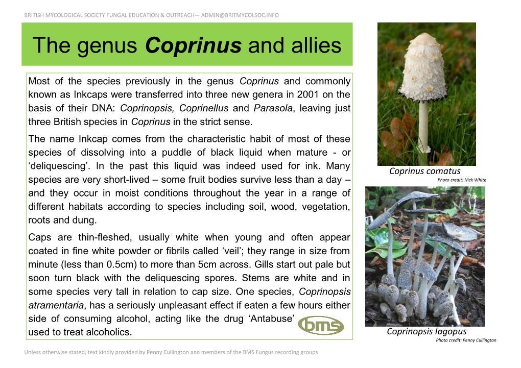 The Genus Coprinus and Allies