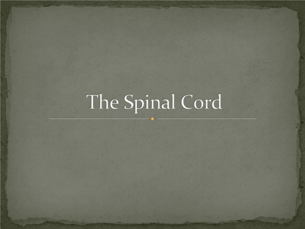 The Spinal Cord Is a Nerve Column That Passes Downward from Brain Into the Vertebral Canal