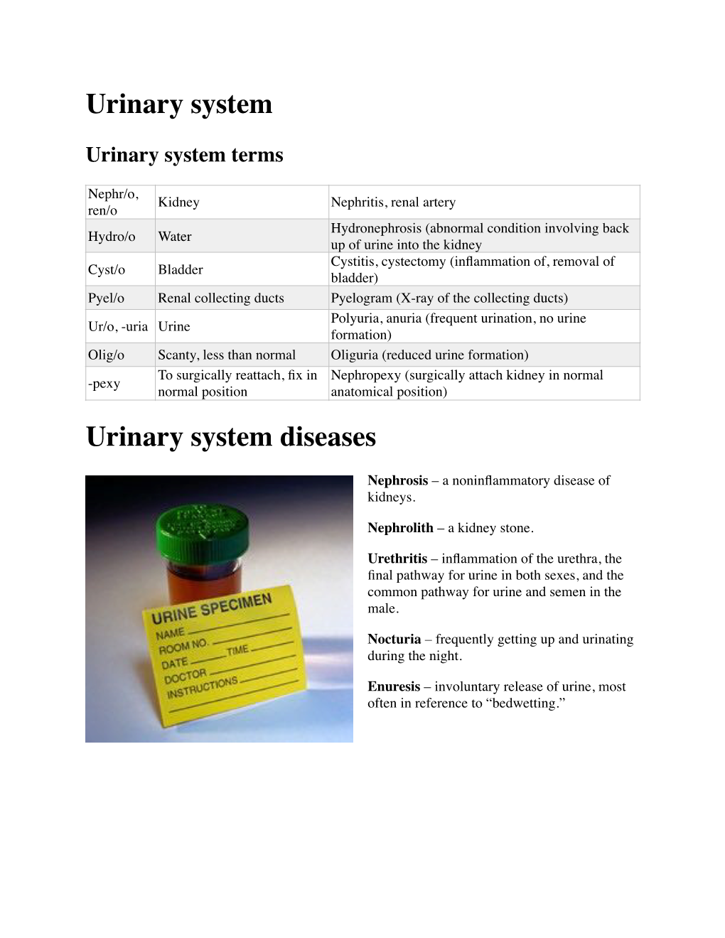 Urinary System