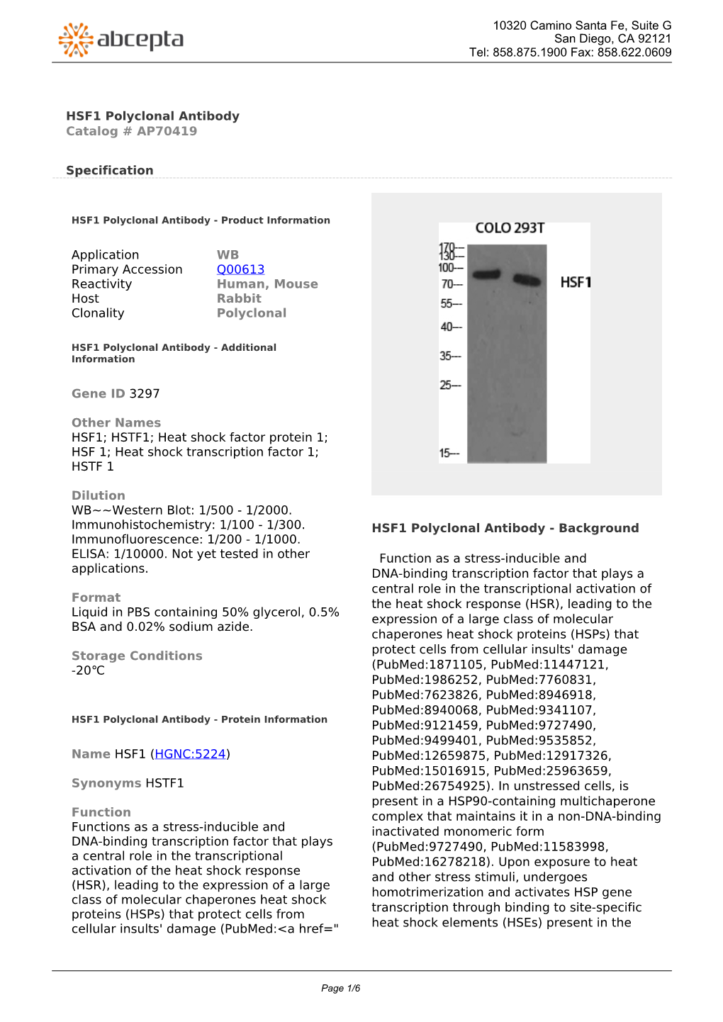 HSF1 Polyclonal Antibody Catalog # AP70419