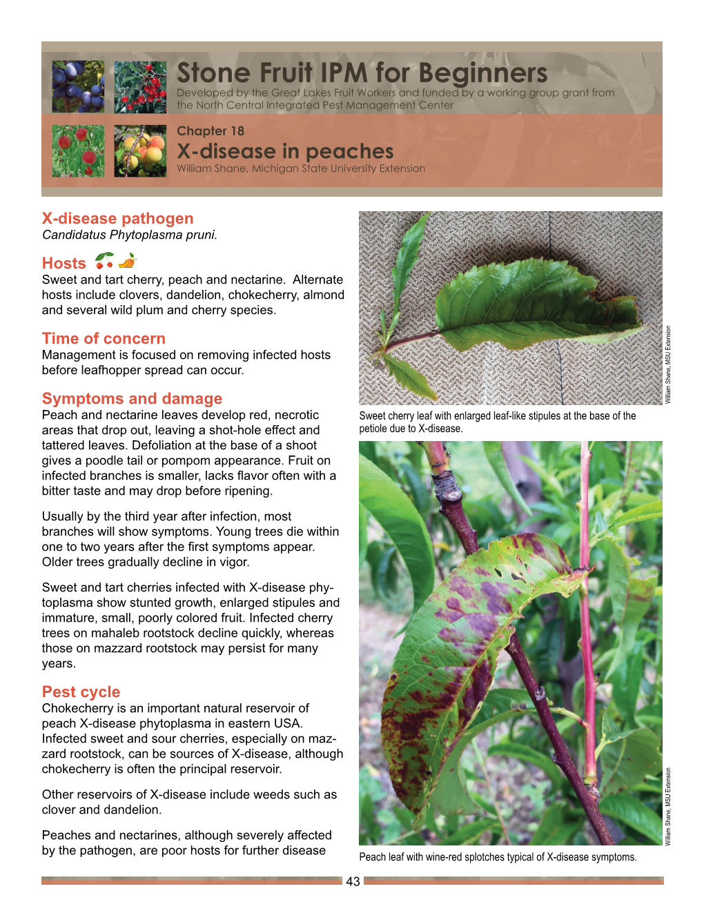 X-Disease in Peaches 44