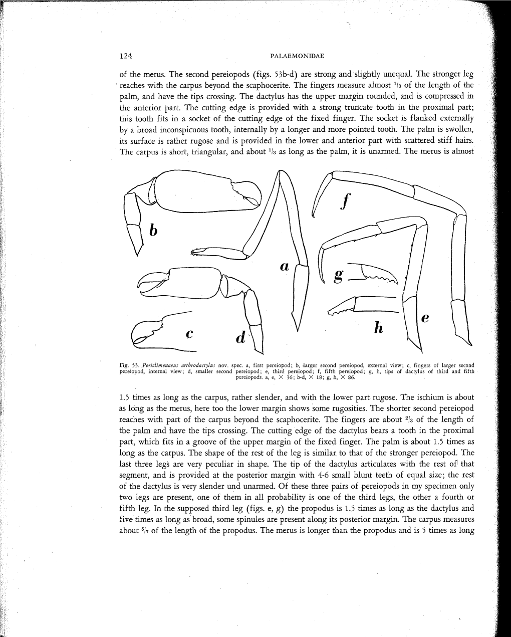 Of the Merus. the Second Pereiopods (Figs. 53B-D) Are Strong and Slightly Unequal. the Stronger Leg • Reaches with the Carpus Beyond the Scaphocerite