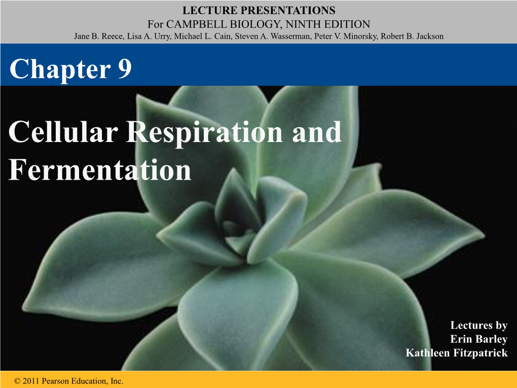 Cellular Respiration and Fermentation