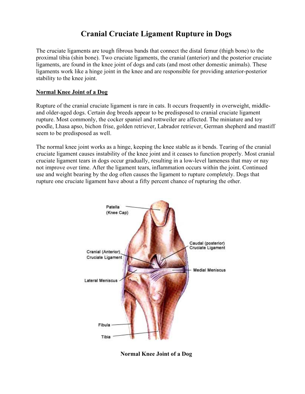 Anterior (Cranial) Cruciate Ligament Rupture