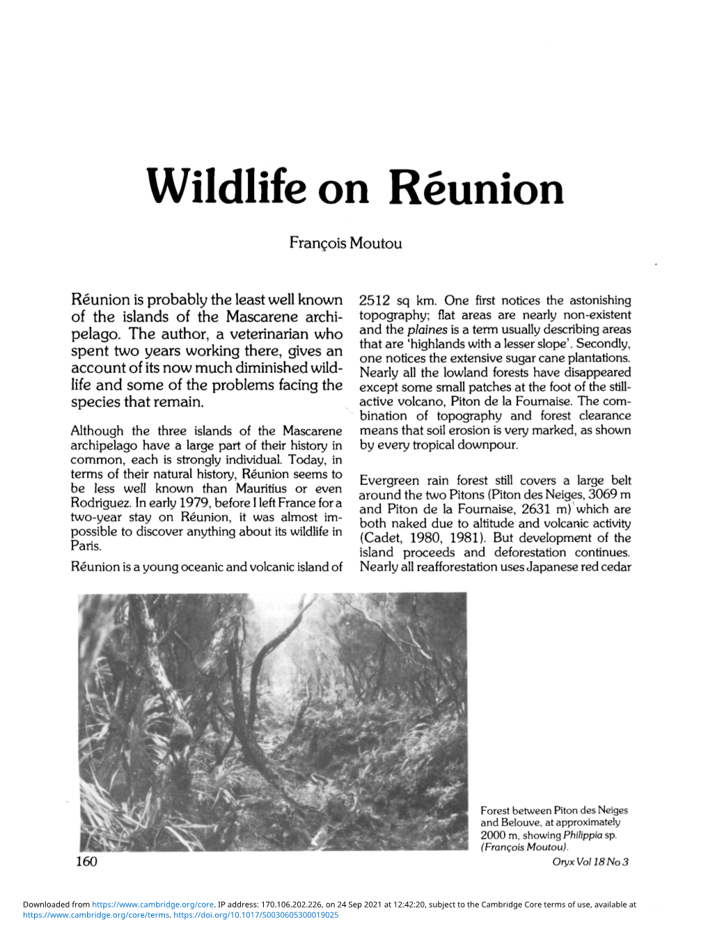 Wildlife on Reunion