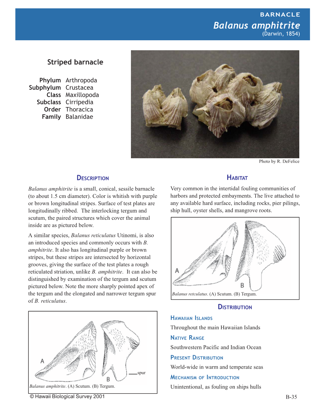 Alien Marine Invertebrates of Hawaii