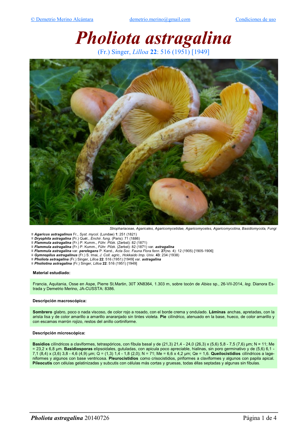 Pholiota Astragalina