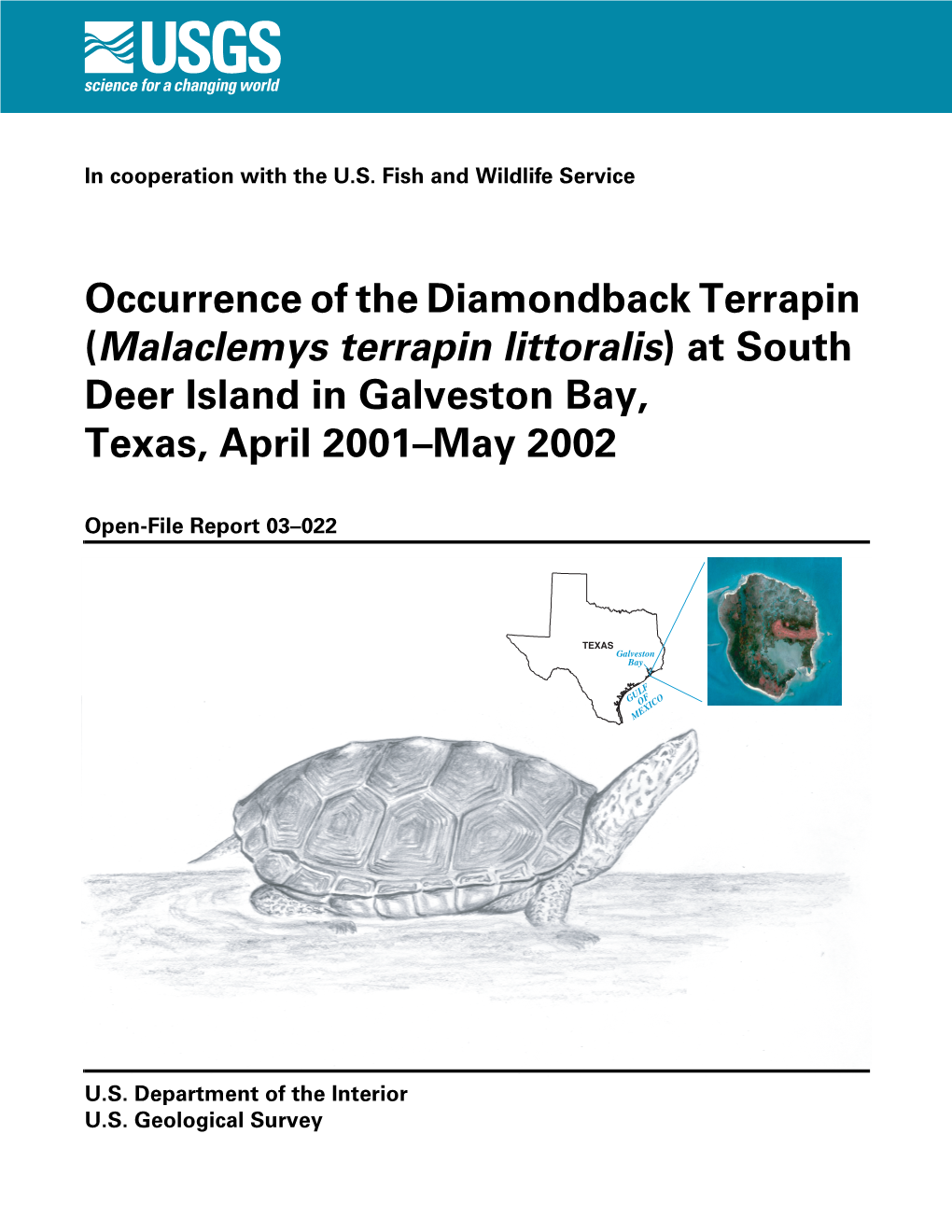 ( Malaclemys Terrapin Littoralis) at South Deer Island in Galveston Bay