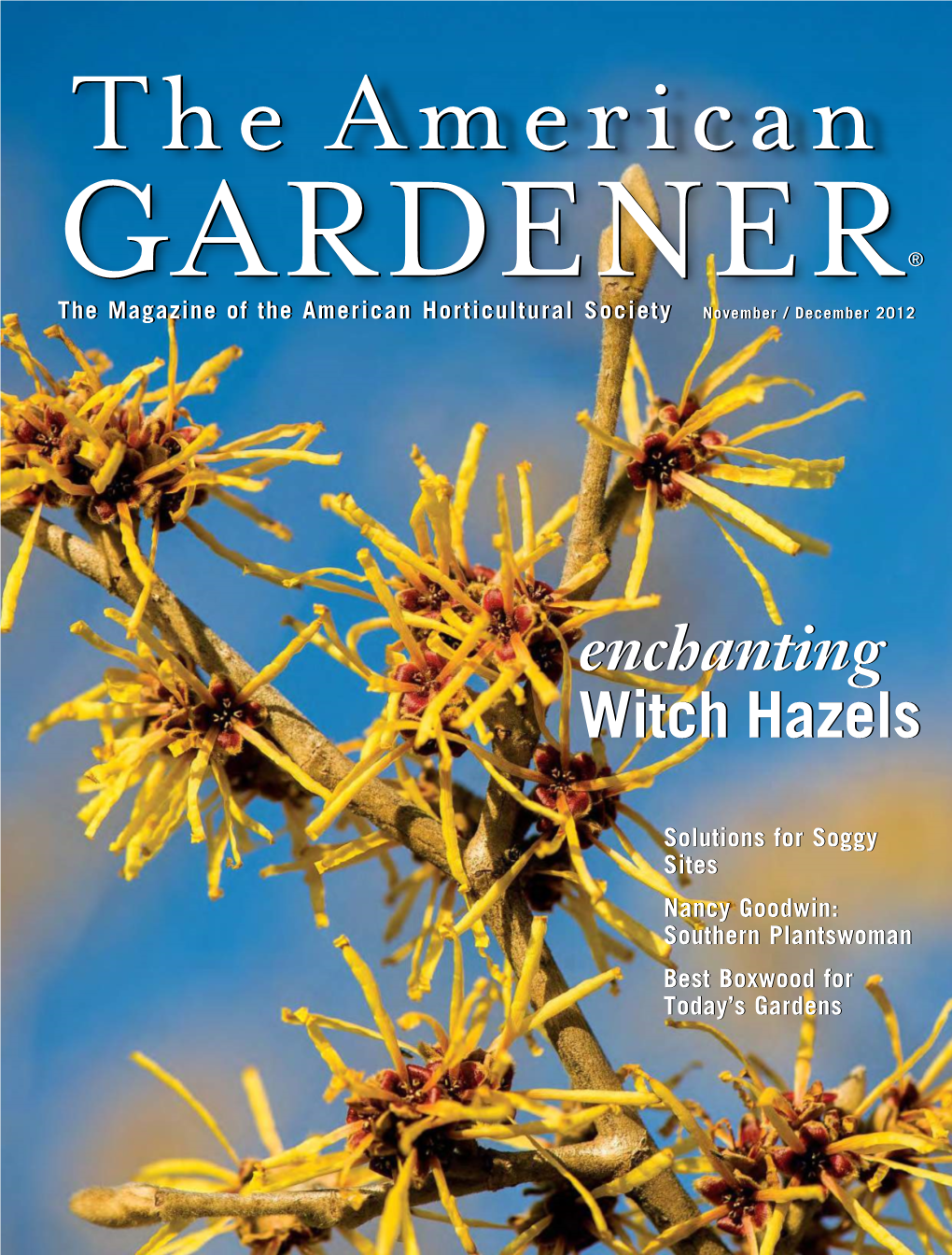 Enchanting Witch Hazels Enchanting Witch Hazels