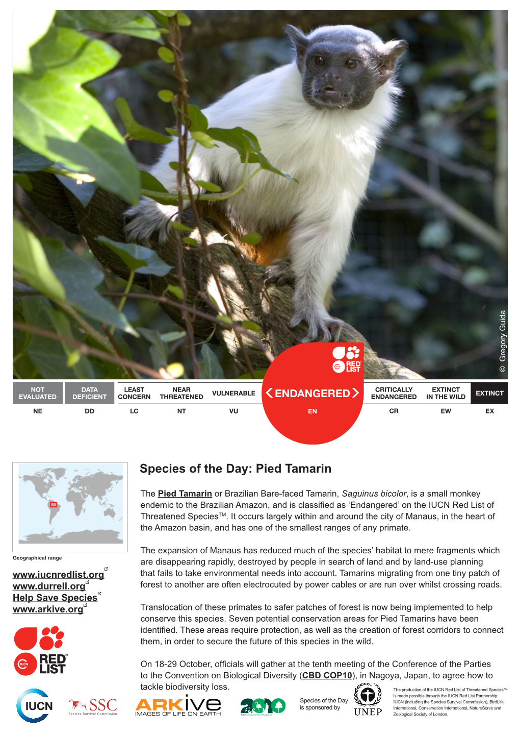 Species of the Day: Pied Tamarin