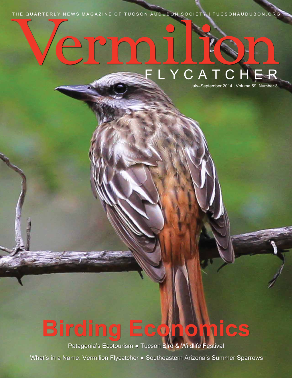 Vermilion Flycatcher