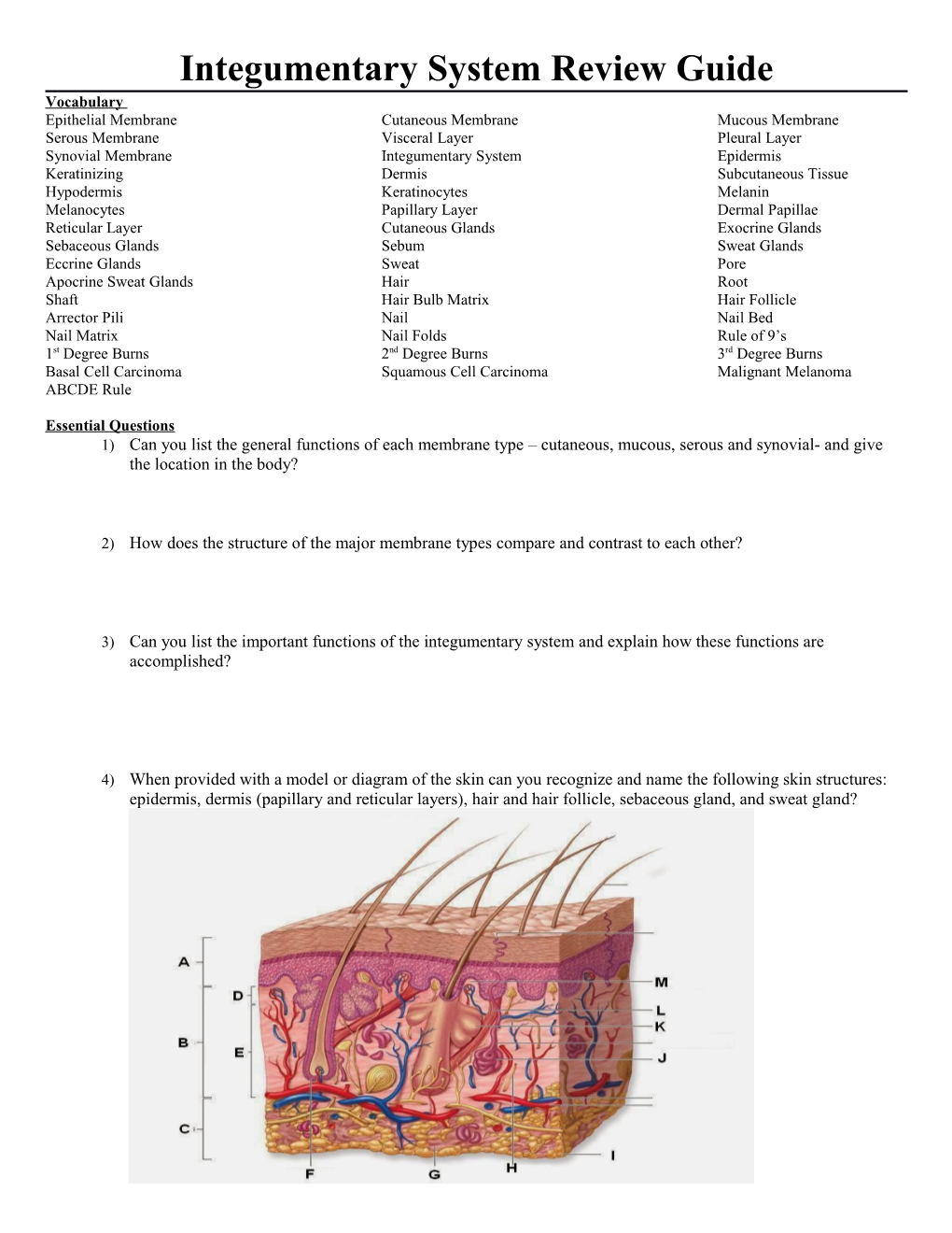 Integumentary System Review Guide