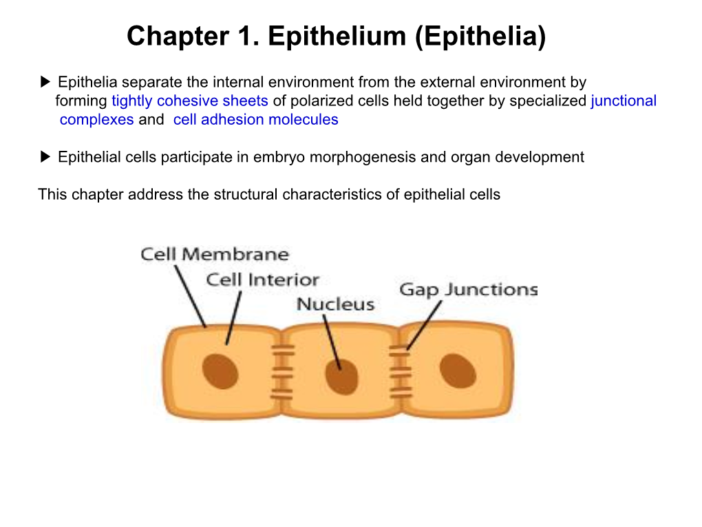 Chapter 1. Epithelium (Epithelia)