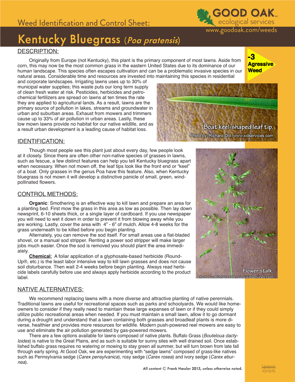 Kentucky Bluegrass (Poa Pratensis) DESCRIPTION: Originally from Europe (Not Kentucky), This Plant Is the Primary Component of Most Lawns