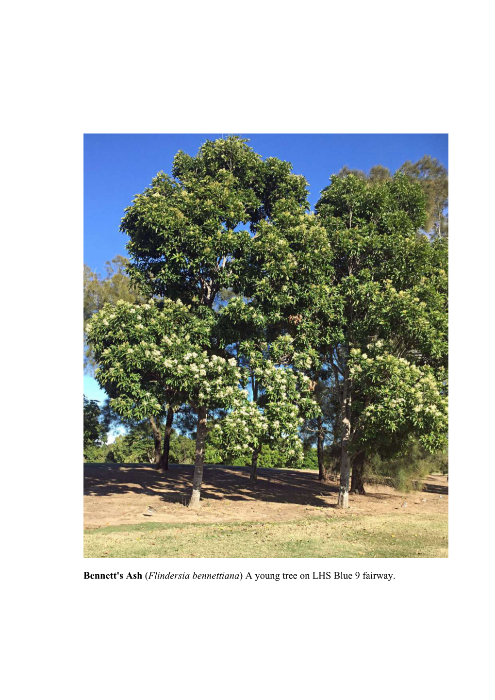Bennett's Ash (Flindersia Bennettiana) a Young Tree on LHS Blue 9 Fairway