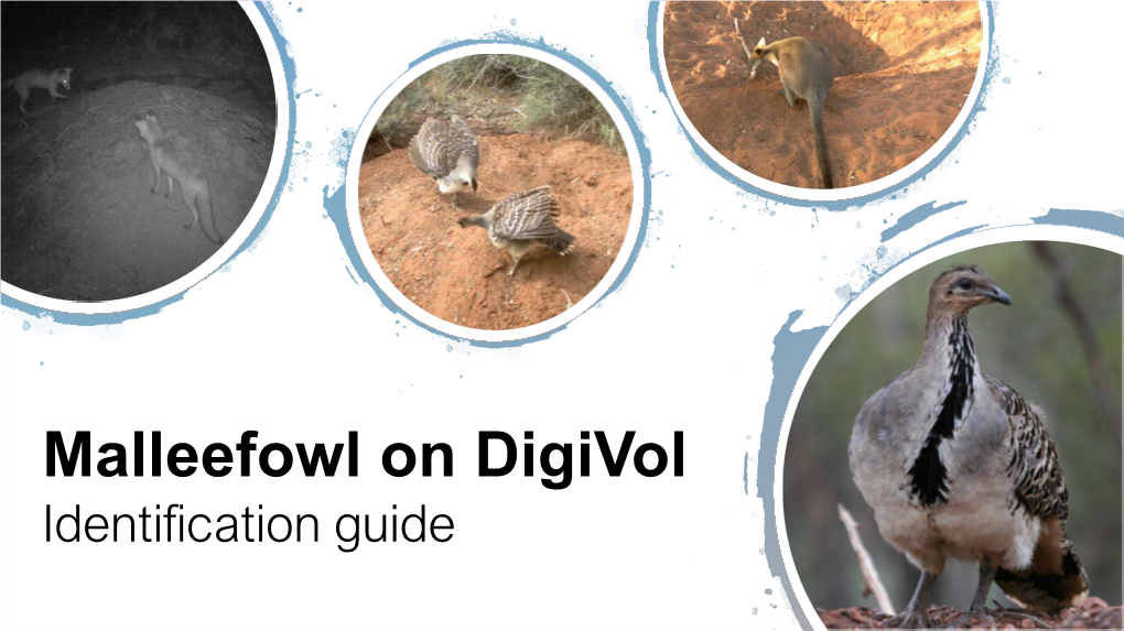 Malleefowl on Digivol Identification Guide INTRODUCTION