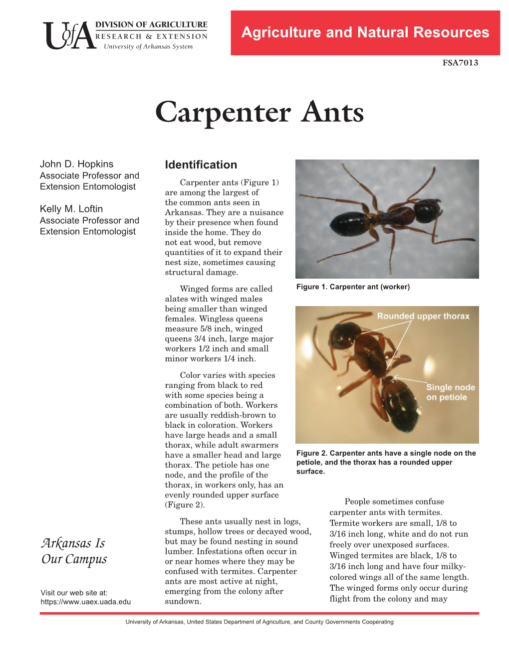 Carpenter Ants