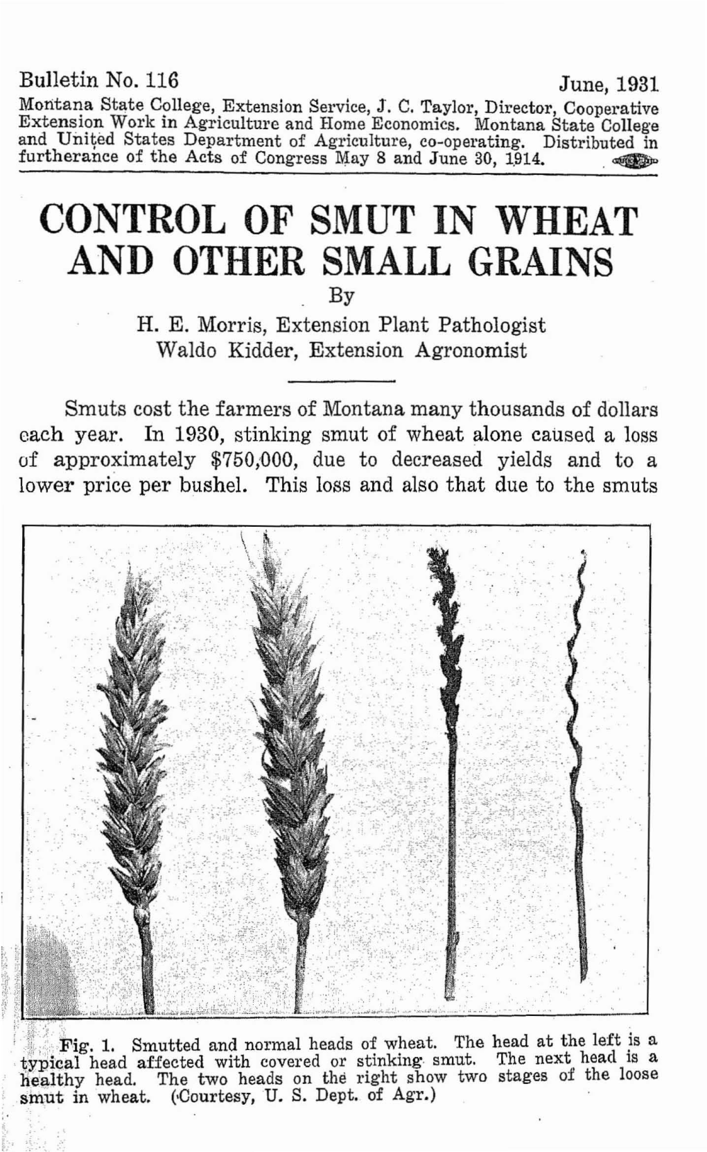 CONTROL of SMUT in WHEAT and OTHER SMALL GRAINS by H