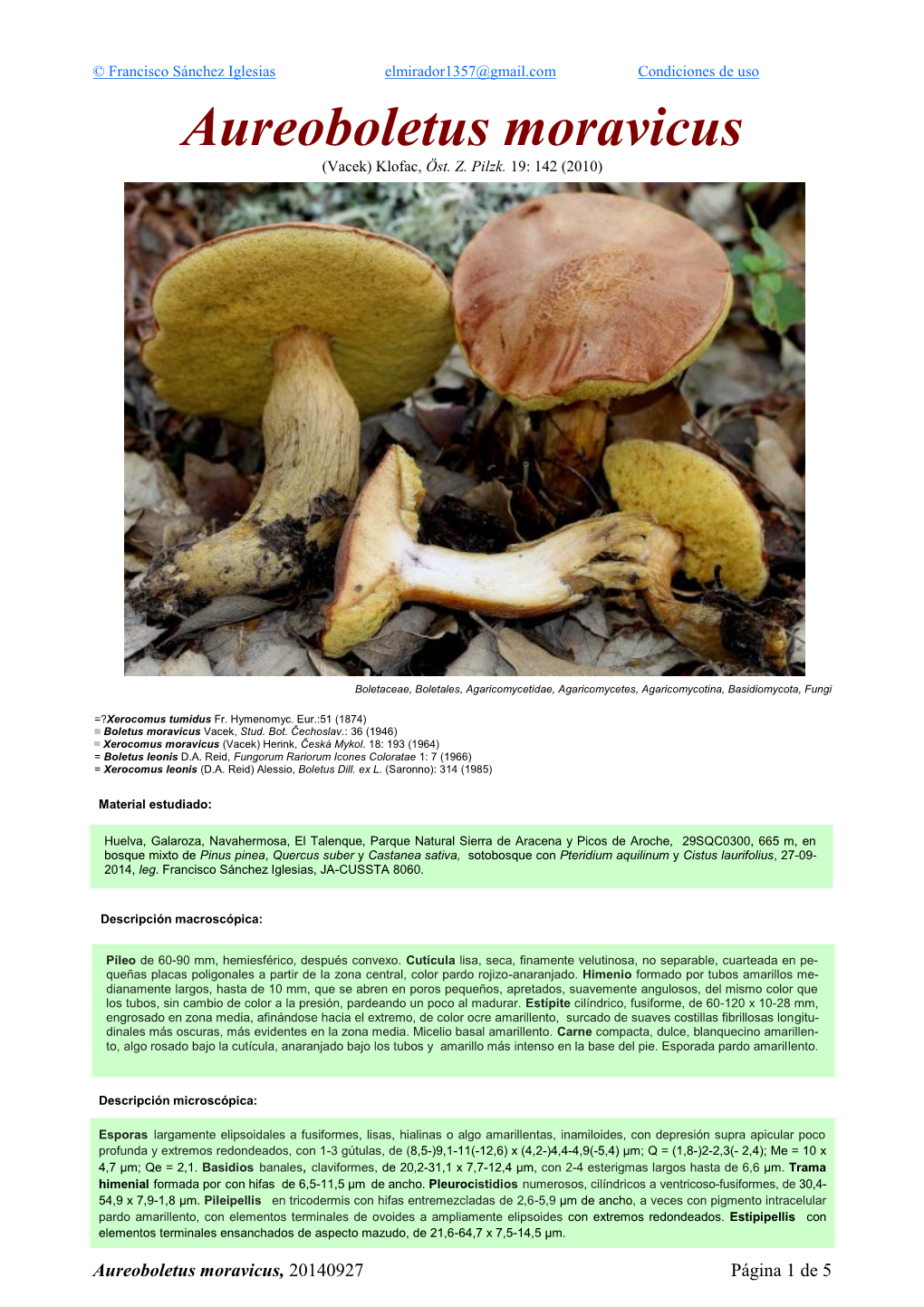 Aureoboletus Moravicus Aureoboletus