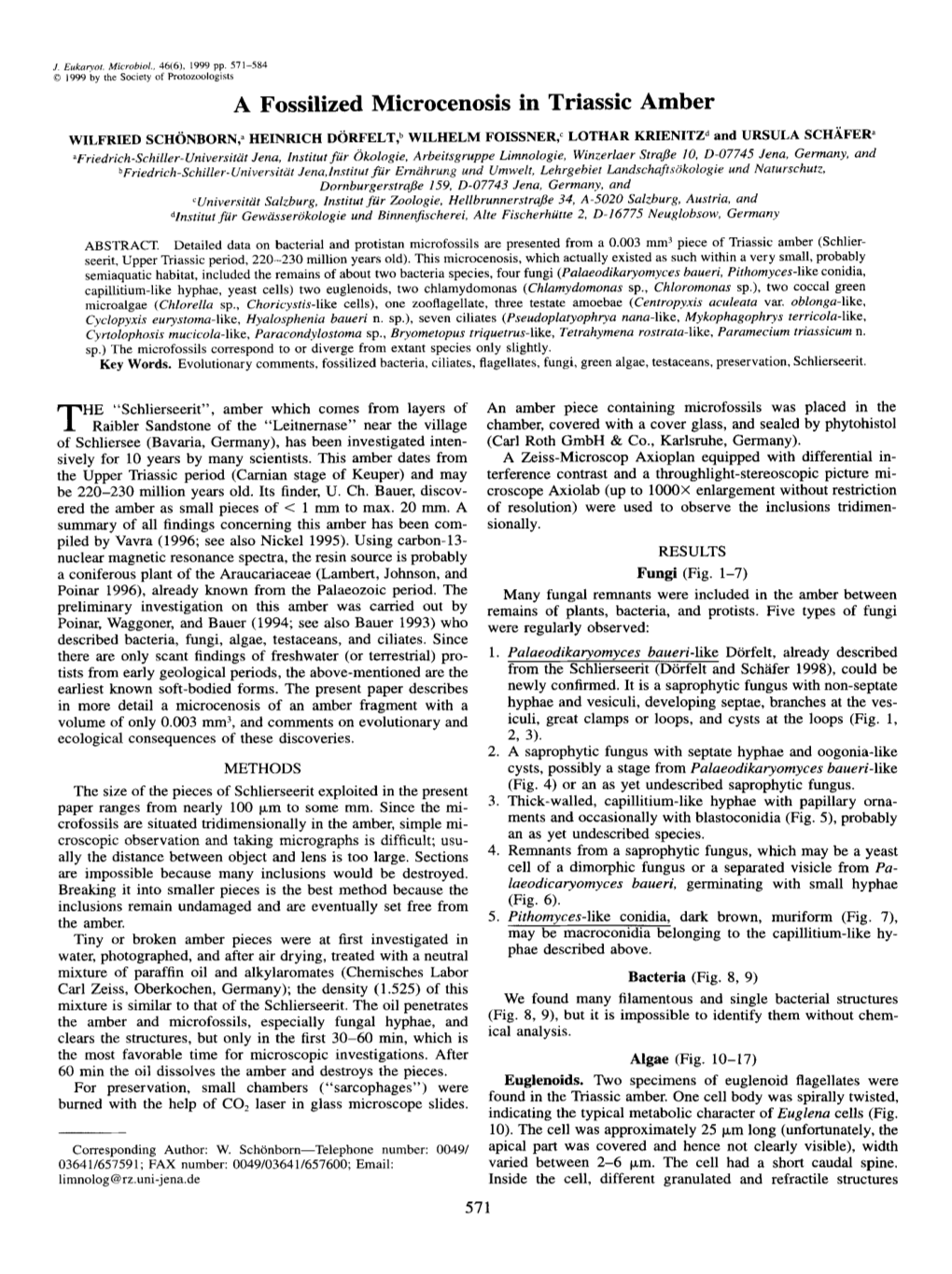 A Fossilized Microcenosis in Triassic Amber