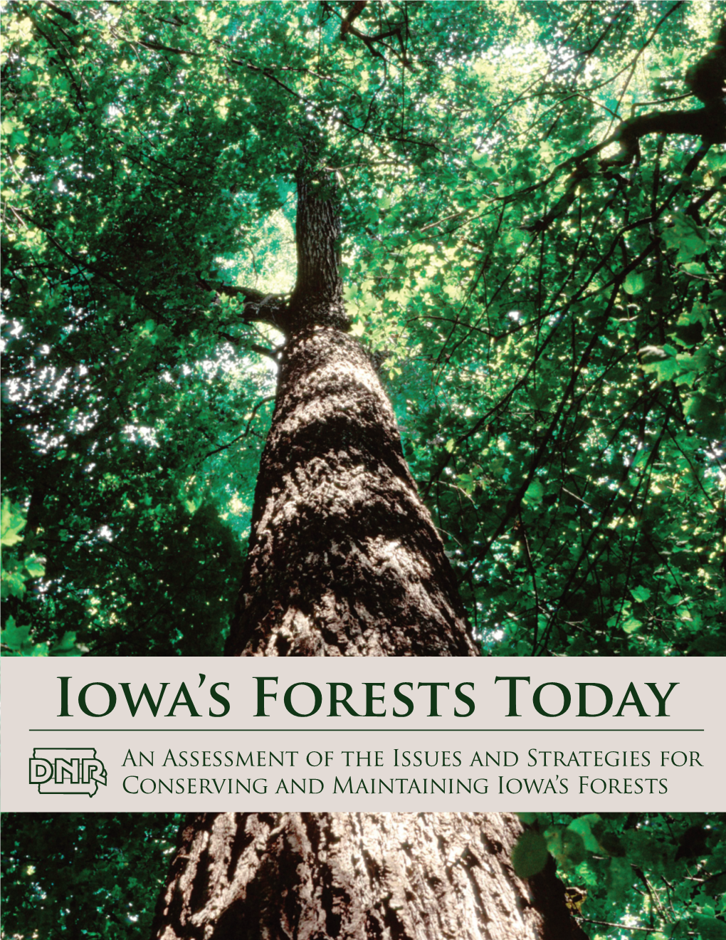 Iowa's Forests Today