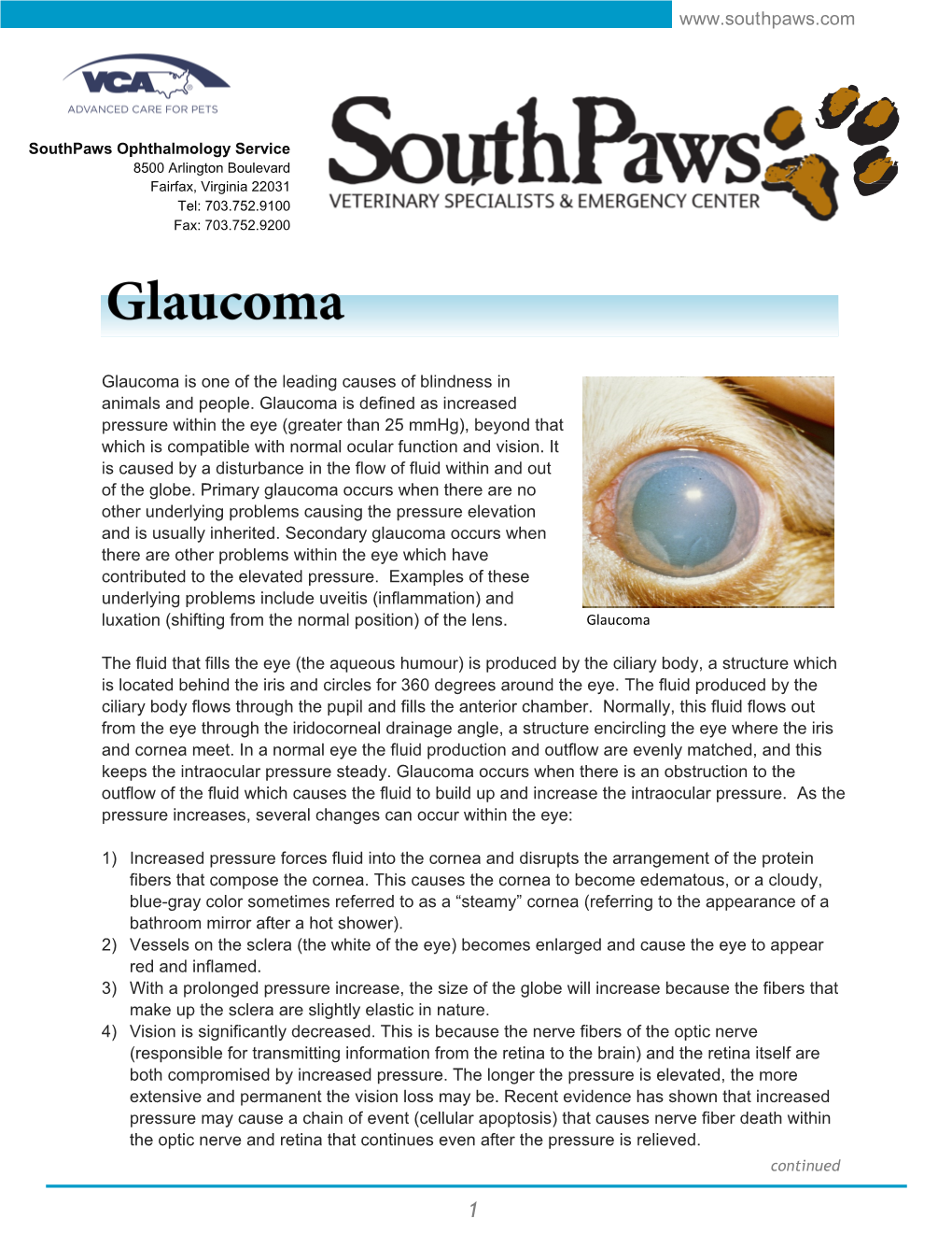 Glaucoma Is One of the Leading Causes of Blindness in Animals and People